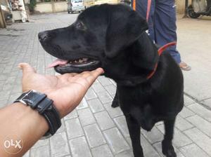 Labro dog black male champion breed n all medical