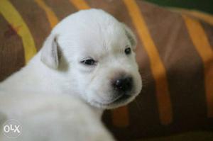 Light Cream Labrador Retriever Puppy