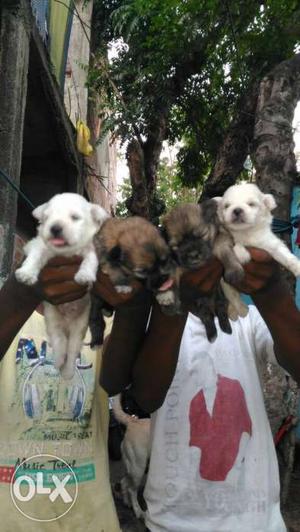 Long-coated Lhasa puppies 100% pure breed Home breeding pup