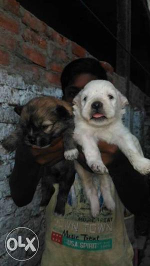 Long coated Lhasa puppies 100% pure breed pup for