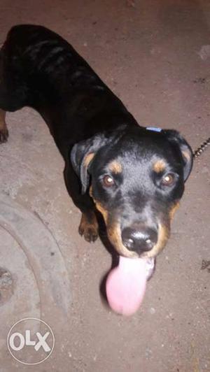 Mahogany Rottweiler 3 months 15 days femail