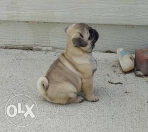 Male And Female Pug Puppies