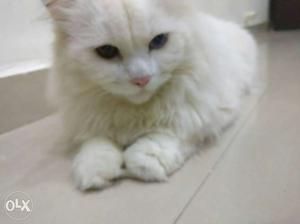 Male duos eye colour cat persian