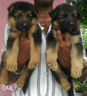 Male top gsd long coat puppys blak and tan top