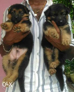Masive quality male germanship long coat puppys