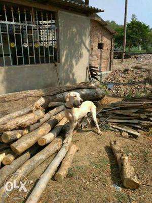 Matting /salesss Pakistani bully kutta