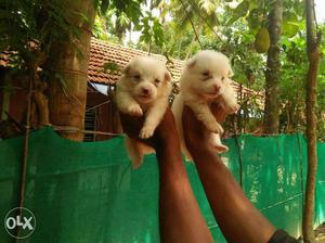 Mini pom puppys available