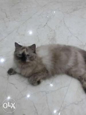 Need percian male cat for meeting