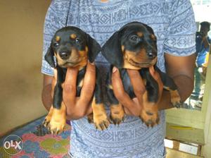 Offer on quality pups ad dachshund