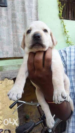 Only Sunday offer lab puppie male 30 days old