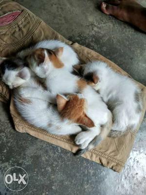Orange And White Tabby Kittens