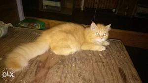 Orange Short Fur cat doll face 7th month old (male)very