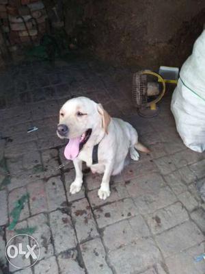 Original lab Golden puppy