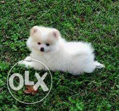 POM white colour cute Puppies Available Show Home