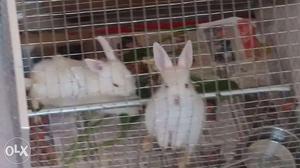 Pair of Rabbit with cage