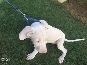 Pakistani Bully female dog 3 months pure white with