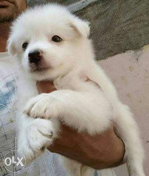 Pamerian snow white male pup available pure bred