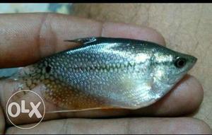 Pearl gauramies available,2 to 2.5 inch size per