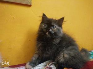 Persian Kitten, Doll Faced