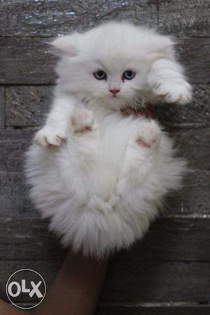 Persian cat kitten white colour blue eyes