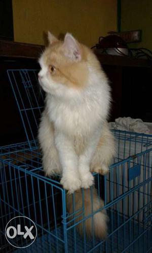 Persian cat male flat faced 10 months old