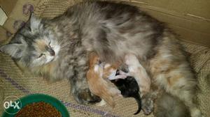Persian cat with 6 kittens
