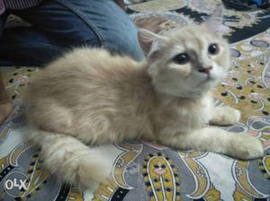 Persian light brown colour female kitten 3 months