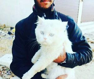 Persian male cat for sell snowhite nd basic trained obidient
