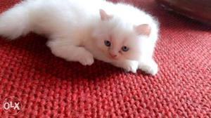 Pertion cat:: white dollface male kitty (blue eye) 2 mnts