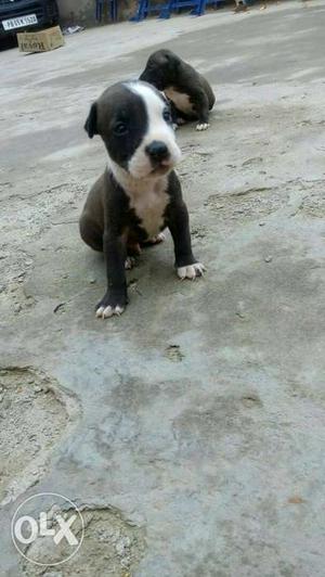 Pit bull male sale.only serious buyers contact.