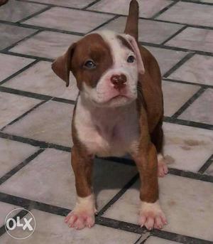 Pit bull pup for sale