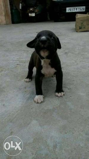 Pitbull male and female puppies male price 