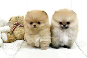 Pocket Pomeranian Puppies avable pure breed import quality