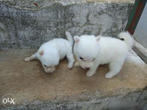 Pomeranian puppies - gud quality