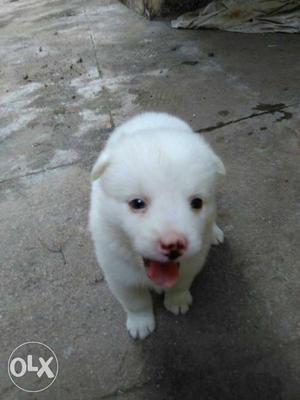 Pomilian has in town healthy puppy's Male  Female 