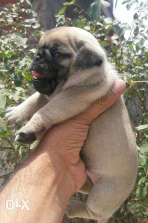Pug Female Pupp Available Excellent Quality