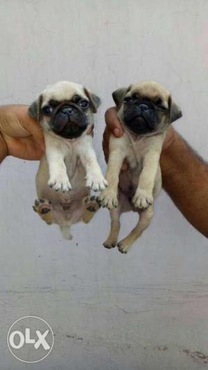 Pug Puppies Pure Breed Free Home delivery