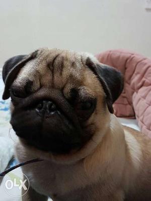 Pug campion puppy, registered and dewormed,