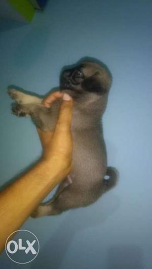 Pug male puppy for sale..