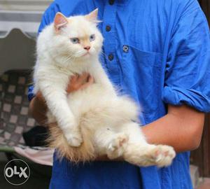 Punch face female persian cat for sale. 2 years old. Blue