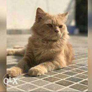 Punch face male persian cat for sale. 1 year old. Brown