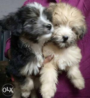 Pure breed bushy lhasapso puppies available for