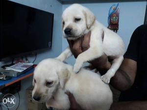 Pure breed heavy size labrador puppie +gold colour pom