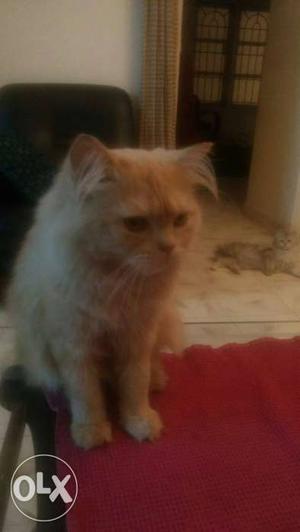 Pure persian 8 months old male cat for sale up to