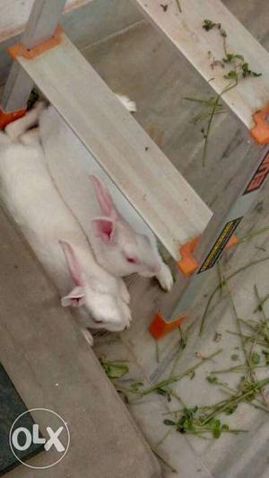 Rabbit pair is for sale 2 months old
