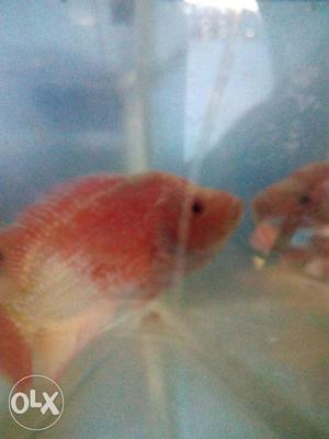 Red And White Fish In Tank