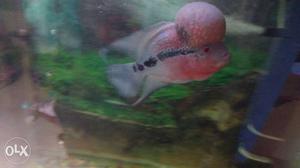 Red dragon flowerhorn imported from thailand 6month baby