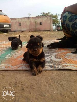 Root puppy 20 Day's male for sell
