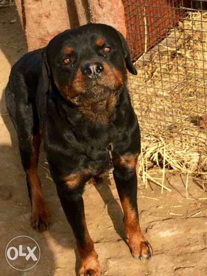 Rott male for sale age 2year