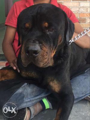 Rott male only for meeting